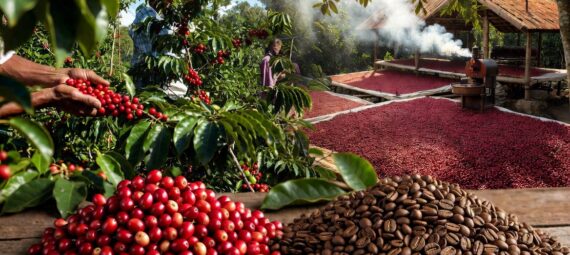 Kávé természetes feldolgzása.