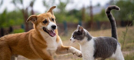 Kutya és macska összeszoktatása.