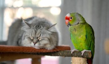 Macska és papagáj összeszoktatása.